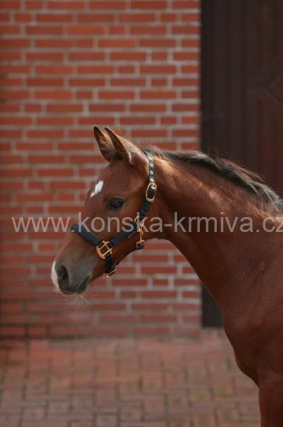 Ohlávka hříběcí Covalliero 